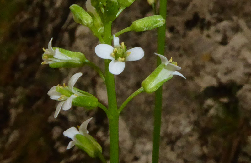 Arabis sp.